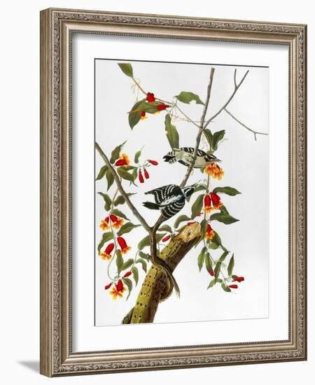 Audubon: Woodpecker, 1827-John James Audubon-Framed Giclee Print