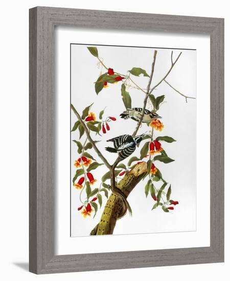 Audubon: Woodpecker, 1827-John James Audubon-Framed Giclee Print