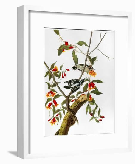 Audubon: Woodpecker, 1827-John James Audubon-Framed Giclee Print