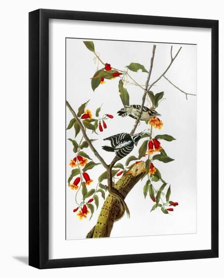 Audubon: Woodpecker, 1827-John James Audubon-Framed Giclee Print