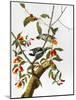 Audubon: Woodpecker, 1827-John James Audubon-Mounted Giclee Print