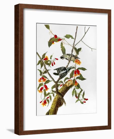 Audubon: Woodpecker, 1827-John James Audubon-Framed Giclee Print