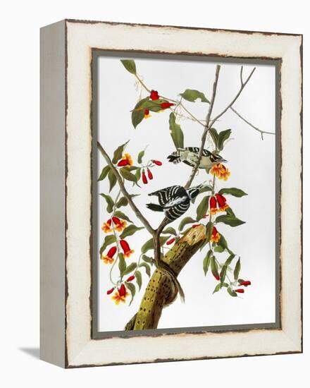 Audubon: Woodpecker, 1827-John James Audubon-Framed Premier Image Canvas