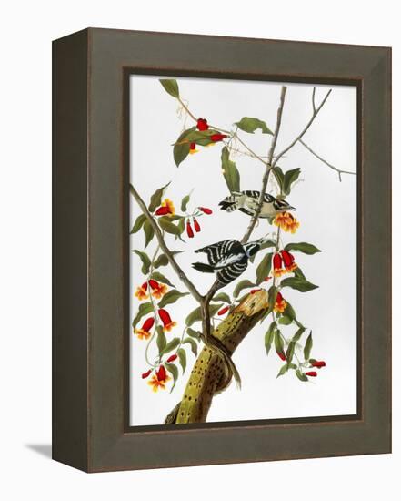 Audubon: Woodpecker, 1827-John James Audubon-Framed Premier Image Canvas