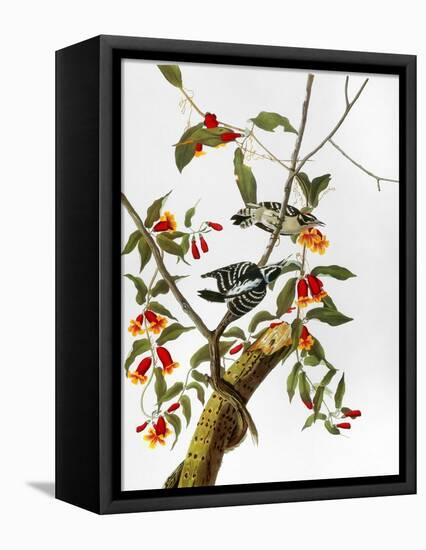 Audubon: Woodpecker, 1827-John James Audubon-Framed Premier Image Canvas