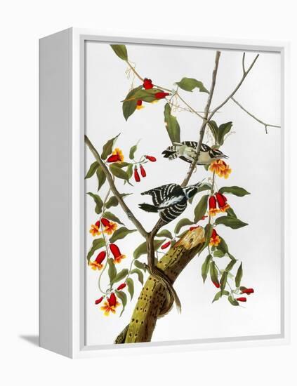 Audubon: Woodpecker, 1827-John James Audubon-Framed Premier Image Canvas