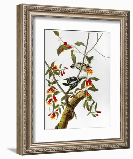 Audubon: Woodpecker, 1827-John James Audubon-Framed Giclee Print