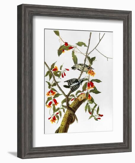 Audubon: Woodpecker, 1827-John James Audubon-Framed Giclee Print