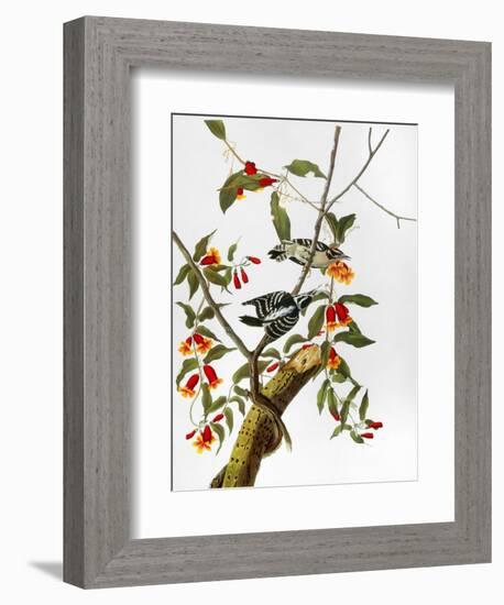 Audubon: Woodpecker, 1827-John James Audubon-Framed Giclee Print