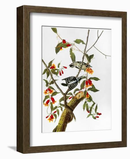 Audubon: Woodpecker, 1827-John James Audubon-Framed Giclee Print