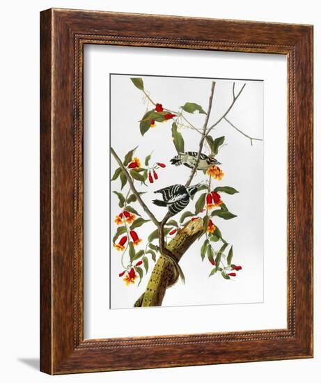 Audubon: Woodpecker, 1827-John James Audubon-Framed Giclee Print