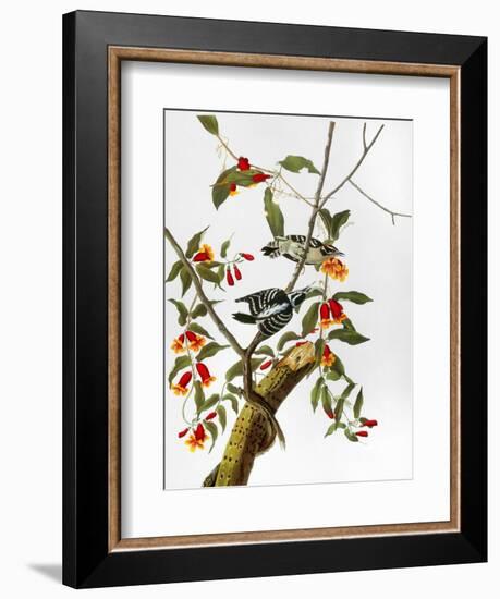 Audubon: Woodpecker, 1827-John James Audubon-Framed Giclee Print