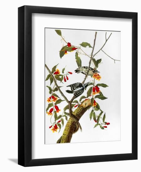 Audubon: Woodpecker, 1827-John James Audubon-Framed Giclee Print