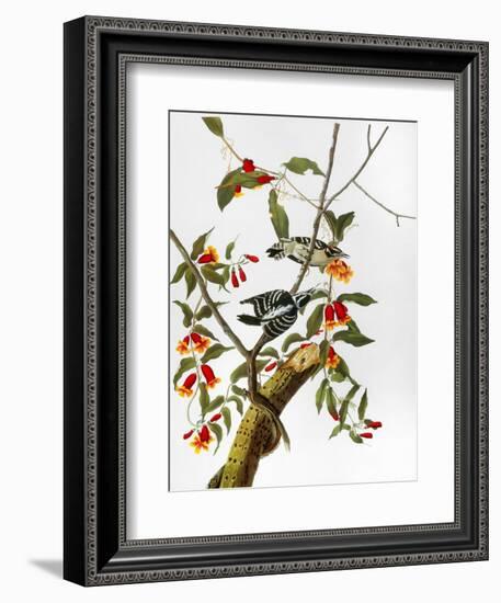 Audubon: Woodpecker, 1827-John James Audubon-Framed Giclee Print