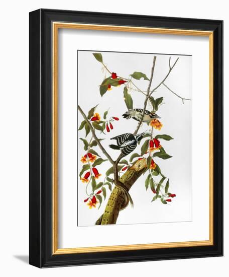 Audubon: Woodpecker, 1827-John James Audubon-Framed Giclee Print