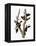 Audubon: Woodpecker-John James Audubon-Framed Premier Image Canvas