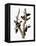 Audubon: Woodpecker-John James Audubon-Framed Premier Image Canvas