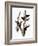 Audubon: Woodpecker-John James Audubon-Framed Giclee Print