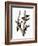 Audubon: Woodpecker-John James Audubon-Framed Giclee Print