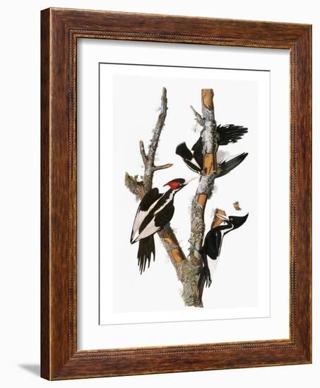 Audubon: Woodpecker-John James Audubon-Framed Giclee Print