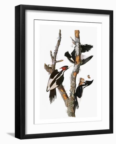 Audubon: Woodpecker-John James Audubon-Framed Giclee Print