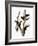 Audubon: Woodpecker-John James Audubon-Framed Giclee Print