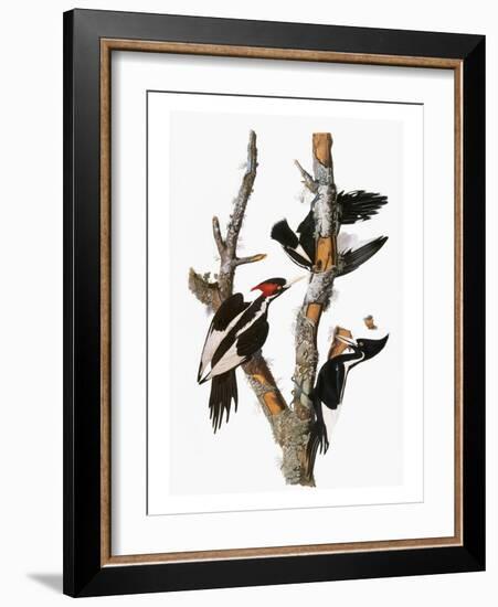 Audubon: Woodpecker-John James Audubon-Framed Giclee Print