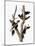 Audubon: Woodpecker-John James Audubon-Mounted Giclee Print