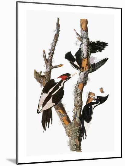 Audubon: Woodpecker-John James Audubon-Mounted Giclee Print