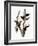 Audubon: Woodpecker-John James Audubon-Framed Giclee Print