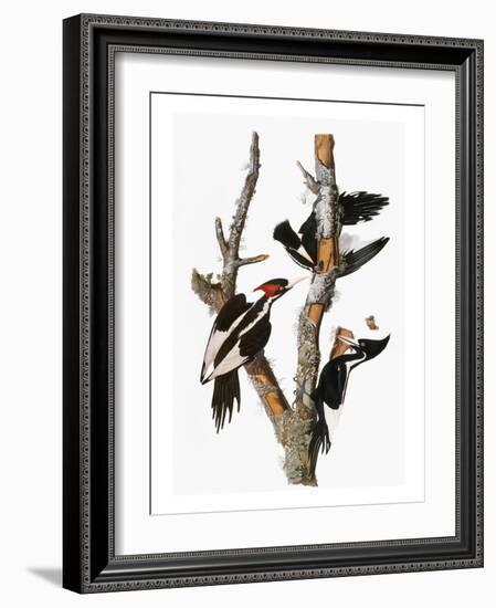 Audubon: Woodpecker-John James Audubon-Framed Giclee Print