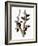 Audubon: Woodpecker-John James Audubon-Framed Giclee Print