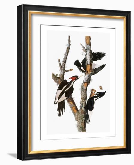 Audubon: Woodpecker-John James Audubon-Framed Giclee Print