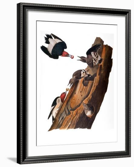 Audubon: Woodpecker-John James Audubon-Framed Giclee Print