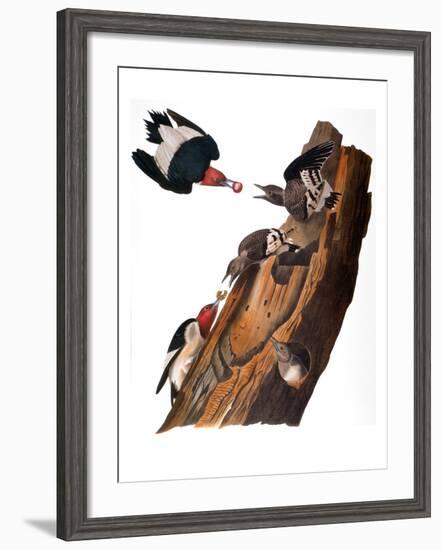 Audubon: Woodpecker-John James Audubon-Framed Giclee Print