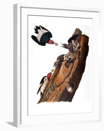 Audubon: Woodpecker-John James Audubon-Framed Giclee Print