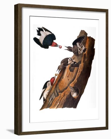 Audubon: Woodpecker-John James Audubon-Framed Giclee Print