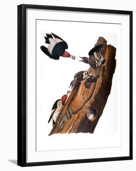 Audubon: Woodpecker-John James Audubon-Framed Giclee Print