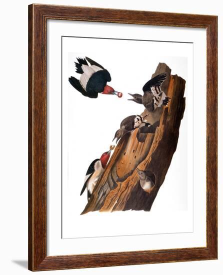 Audubon: Woodpecker-John James Audubon-Framed Giclee Print