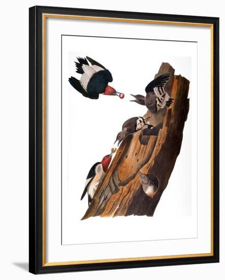 Audubon: Woodpecker-John James Audubon-Framed Giclee Print