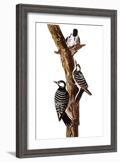 Audubon: Woodpecker-John James Audubon-Framed Giclee Print