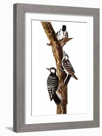 Audubon: Woodpecker-John James Audubon-Framed Giclee Print