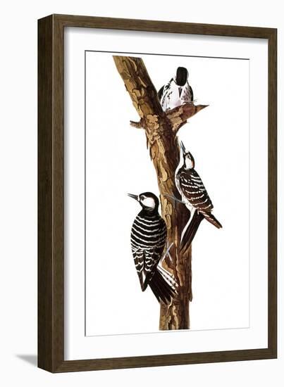 Audubon: Woodpecker-John James Audubon-Framed Giclee Print