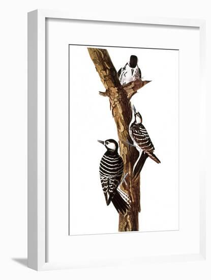 Audubon: Woodpecker-John James Audubon-Framed Giclee Print