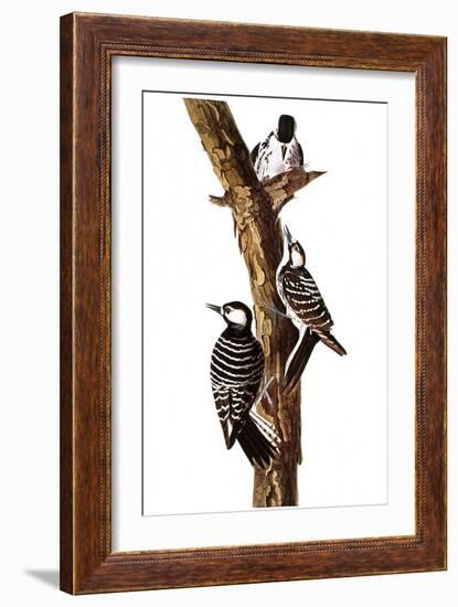 Audubon: Woodpecker-John James Audubon-Framed Giclee Print