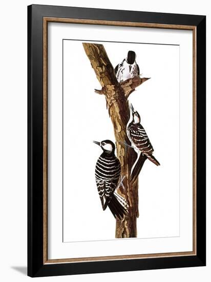 Audubon: Woodpecker-John James Audubon-Framed Giclee Print