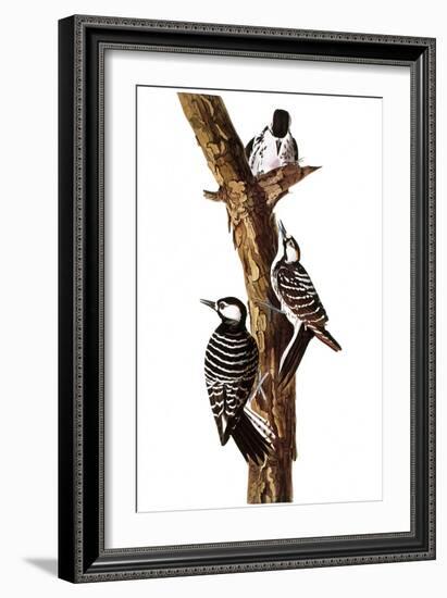 Audubon: Woodpecker-John James Audubon-Framed Giclee Print