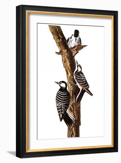 Audubon: Woodpecker-John James Audubon-Framed Giclee Print