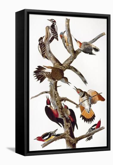 Audubon: Woodpeckers-John James Audubon-Framed Premier Image Canvas