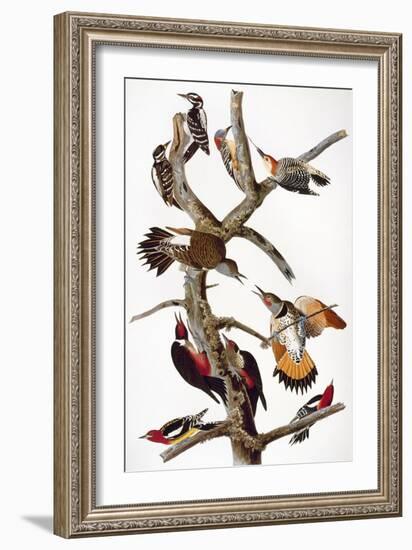 Audubon: Woodpeckers-John James Audubon-Framed Giclee Print